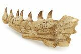 Mosasaur (Prognathodon?) Jaw with Seven Teeth - Morocco #270915-7